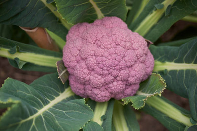 SAKRISH white cauliflower,gobhee seeds Seed(15 per packet)