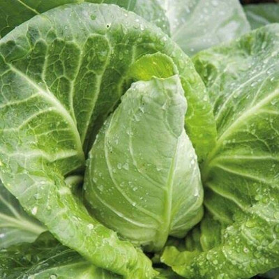 CYBEXIS High Yield Seeds of Cabbage Wheelers Imperial Spring2000 Seeds Seed(2000 per packet)