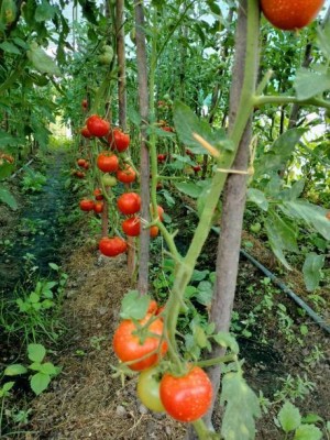 Oliver tomato Seed(105 per packet)