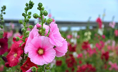 Aywal Hollyhock Double Mix Seed(70 per packet)
