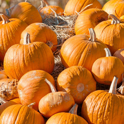 KNESSiN Hybrid Cherokee Bush Pumpkin Seeds For Kitchen Gardening (60 Seeds) Seed(60 per packet)