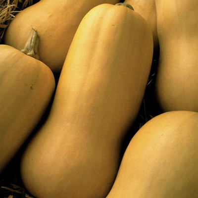 CYBEXIS VVI-21 - Butternut Squash Yellow - (675 Seeds) Seed(675 per packet)