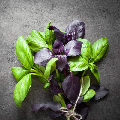 WILLVINE Mix Basil Seeds Grow Your Own-[2000 Seeds] Seed(2000 per packet)