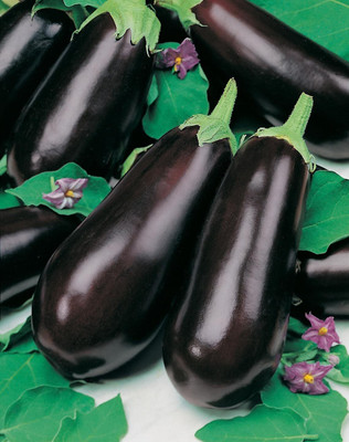 KNESSiN Disease-Resistant Early Long Purple Brinjal ( Seeds) Seed(1000 per packet)