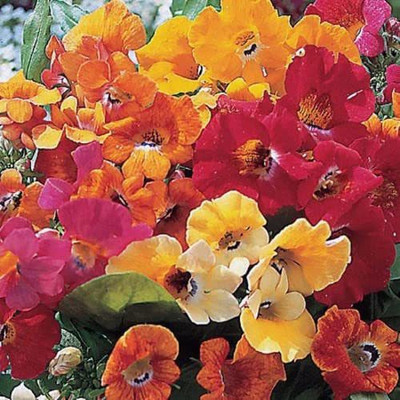KANAYA Nemesia Double Mixed Hybrid Imported Flower Seed(20 per packet)