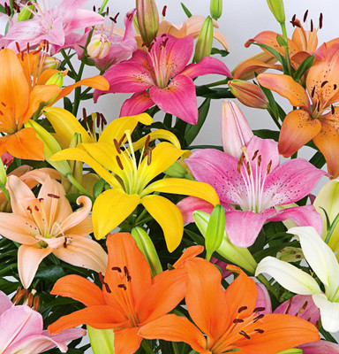 Globalplants Asiatic Lilly Seed(3 per packet)