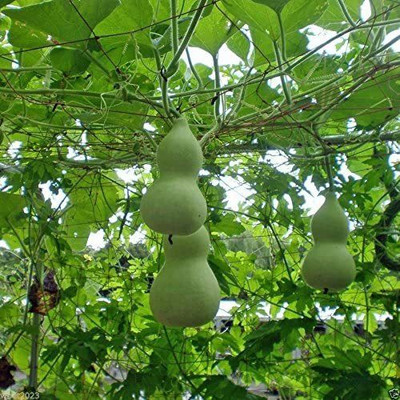 VibeX ® VXI-53 Heirloom Ornamental Birdhouse Bottle Gourd Seed(50 per packet)
