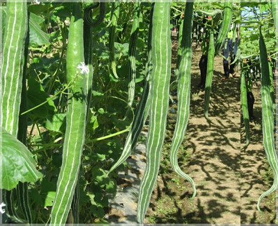 SUPRIKAM CHICHINGA Seed(80 per packet)