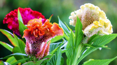 Lorvox HYBRID SEEDS COCKSCOMB Seed(95 per packet)