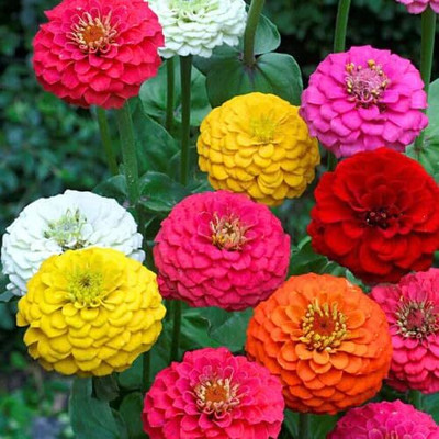 LPR ZINNIA, ZENNIA Seed(20 per packet)