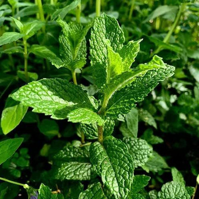 LPR PUDINA,MINT Seed(25 per packet)
