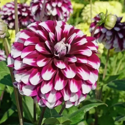 Aro Dhalia Seed(46 per packet)