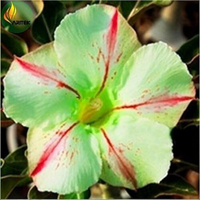 Qualtivate ATS-173 Desert Rose Impala Lily Seed(30 per packet)