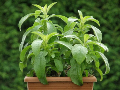 GEZ Organic | Stevia Herb Plant Seed(50 per packet)