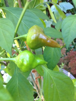 KNESSiN Red Biquinho Pepper (Capsicum Chinense) Brazilian Heirloom[400 Seeds] Seed(400 per packet)