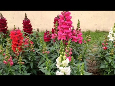 BSARKAR Antirrhinum Flower seed Seed(30 per packet)