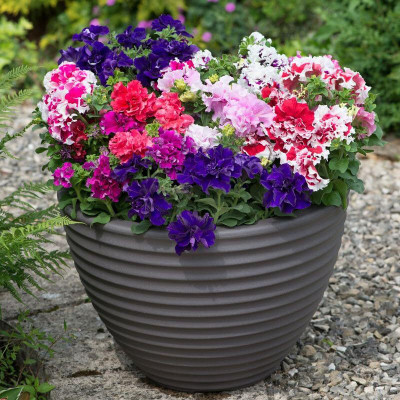 Lorvox Mixed Petunia Climbing Flower Seed(25 per packet)