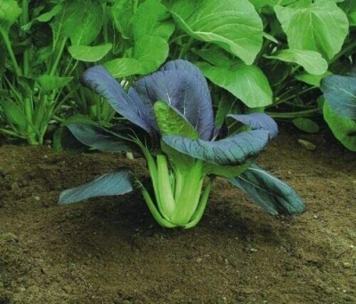 CYBEXIS Seeds of Pak Choi Red F1800 Seeds Seed(800 per packet)