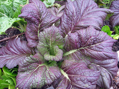 CYBEXIS GBPUT-78 - Red Giant Asian Mustard - (250 Seeds) Seed(250 per packet)