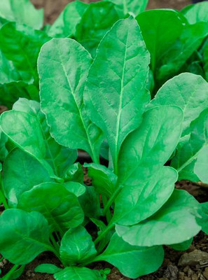 AFARTIOBINA 65 PCS SPINACH SEEDS-A02 Seed(65 per packet)