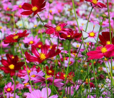 CYBEXIS Seeds for Balcony/Garden,Easy Living Garden Plant Cosmos Seed(50 per packet)