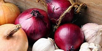 WILLVINE NKR -III Multicolor Onion Seed Mix Allium Cepa [50g] Seed(30000 per packet)
