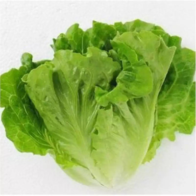 VIATION High Quality Fresh Iceberg Lettuce Seed(50 per packet)