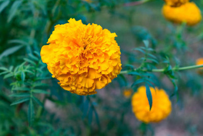 SaaHeli marigold/gende ka phool flower seeds Seed(50 per packet)