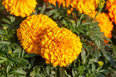 ALPHONSO MANGO TREE marigold/gende ka phool flower seeds Seed(75 per packet)