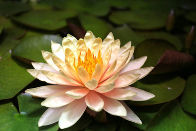BMSSSL lotus,kamal gatta Seed(11 per packet)