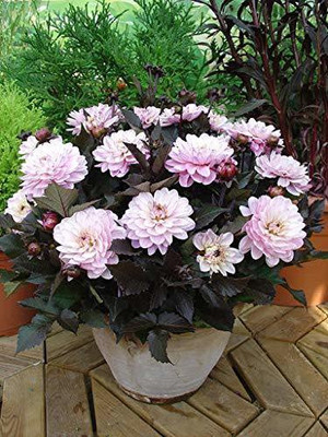 KANAYA Dahlia Seed(110 per packet)