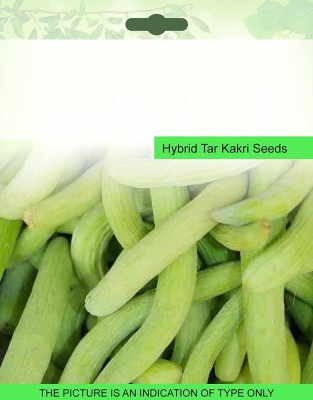 VibeX XL-63 - Long Melon Kakri - (150 Seeds) Seed(150 per packet)