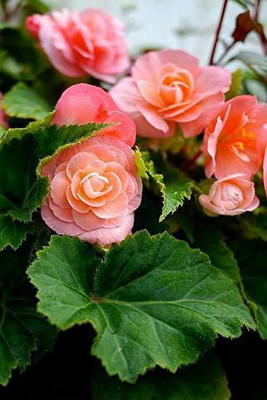 CYBEXIS LX-81 - Mix Hybrid Begonia Flower - (30 Seeds) Seed(30 per packet)