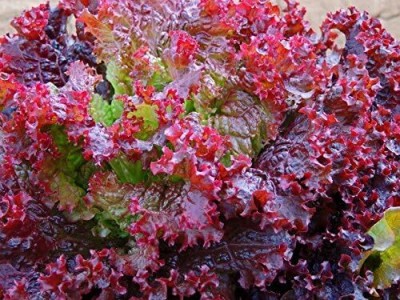 Qualtivate HYB-9A Lolo Rosso Leaf Lettuce Seeds Seed(300 per packet)