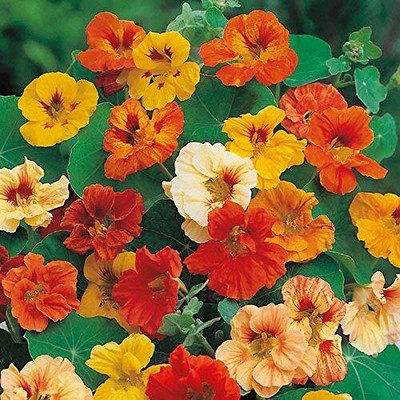 Aywal Nasturtium Mix Color Flower Seed(17 per packet)