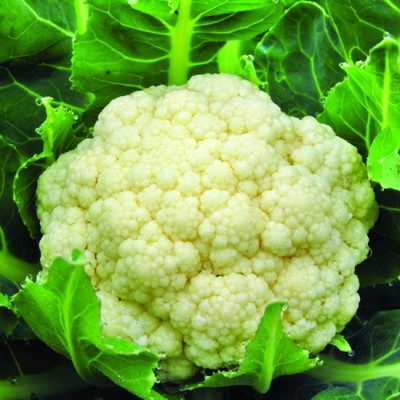 CYBEXIS Cauliflower Seed(2000 per packet)
