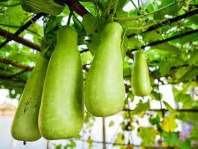 BJUBAS Bottle gourd seeds hybrid for summer pack of 24 Seed(24 per packet)