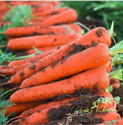 CYBEXIS Organic Carrot Seeds Main Crops Self-Growing4000 Seeds Seed(4000 per packet)
