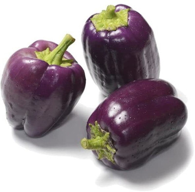 Aywal Capsicum- Shimla Mirch Seed(420 per packet)