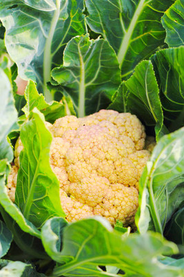 jaishreeradhe white cauliflower,gobhee seeds Seed(13 per packet)