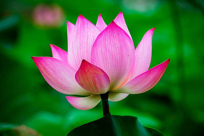 KRITHARTH lotus,kamal gatta Seed(14 per packet)