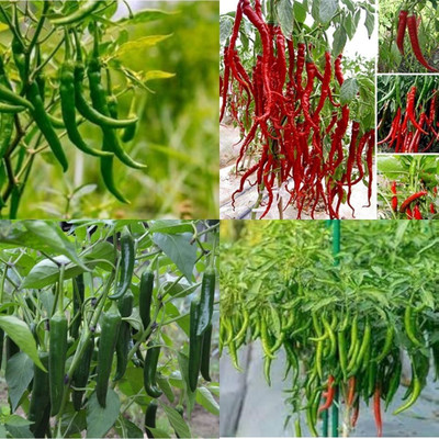 ibains Chilly seed 420 Seed(420 per packet)