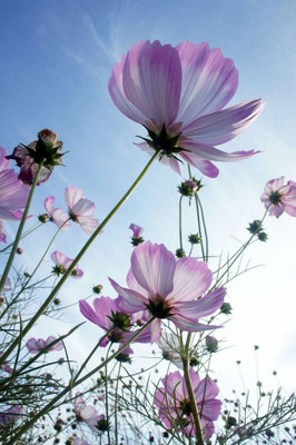 CYBEXIS NBIR-76 - Cosmos DOUBLE CLICK MIX shades - (270 Seeds) Seed(270 per packet)
