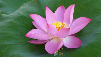 worldex lotus,kamal gatta Seed(10 per packet)