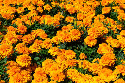 NEERAJ marigold/gende ka phool flower seeds Seed(50 per packet)