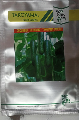 KRASHAK GREEN CUCUMBER, F1 HYBRID SEED, KHEERA KAKDI Seed(1 per packet)