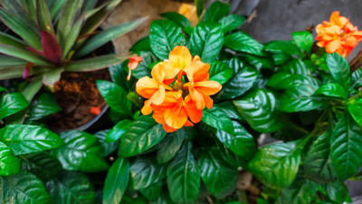 clause kanakambaram-firecracker-crossandra Seed(70 per packet)