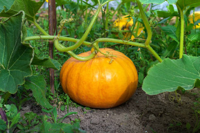 Kodali Hybrid F1 Pumpkin Seed Pack Of 33 Seed(33 per packet)