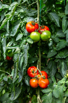 Arlo tomato Seed(110 per packet)