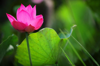 Kofy lotus,kamal gatta Seed(11 per packet)